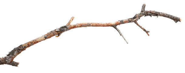 dry cracked tree branch without bark. isolated on white background