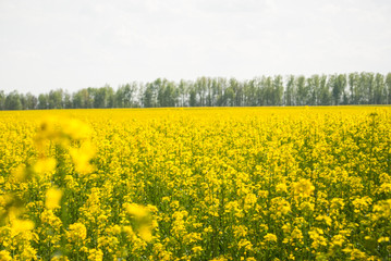 Obraz premium Yellow field rapeseed in bloom