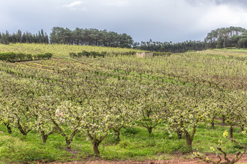 Fototapeta na wymiar View of orchard with flowering apple trees, organic agriculture