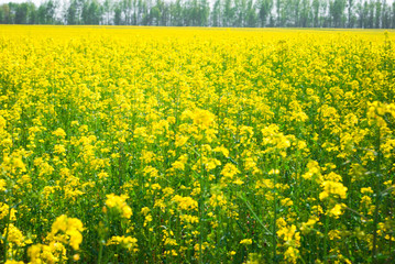 Obraz premium Yellow field rapeseed in bloom