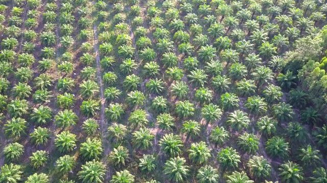 Aerial view of Palm Garden 