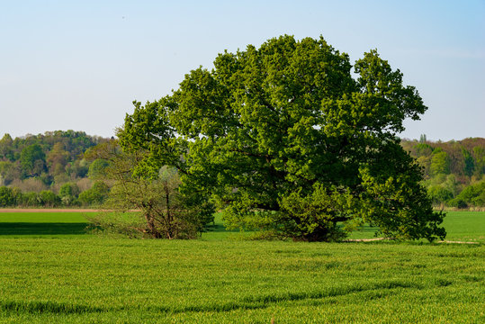 Meadows, fields and a single tree in the Ruhraue near Mintard, Germany