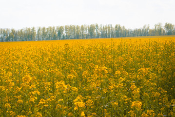 Obraz premium Yellow field rapeseed in bloom