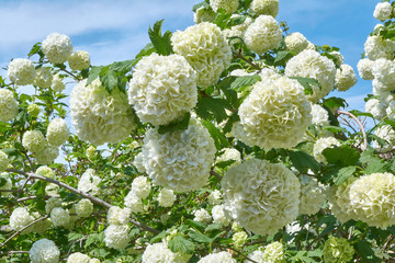 White flowers of viburnum snow ball in spring garden. Guelder rose boule de neige.