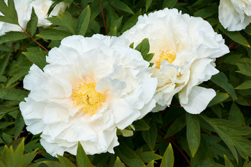 White big beautiful white tree-like peony flower in the spring garden.