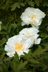 White big beautiful white tree-like peony flower in the spring garden.