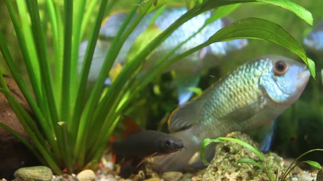 Epalzeorhynchos frenatus, green labeo, freshwater cleaner fish, swimming in nature aquarium, underwater footage