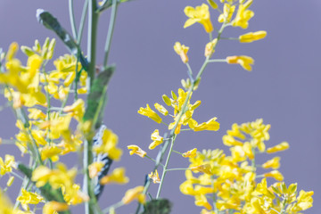 Yellow flowers of an organic heirloom Tuscan kale in bloom, edible plant growing in a pot on a balcony as a part of family urban gardening project on a spring summer day in Trento, Italy