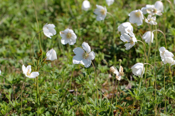 White wood anemone flowers, as a first sign of spring in the forest.