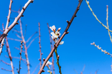 Almond Tree Detail
