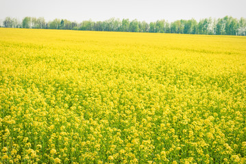 Yellow field rapeseed in bloom