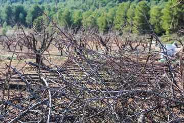 Vineyard Landscape Detail