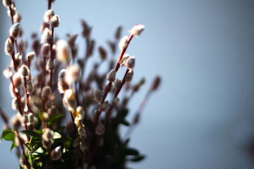 Spruce branches on the books in a glass vase on a white wooden background