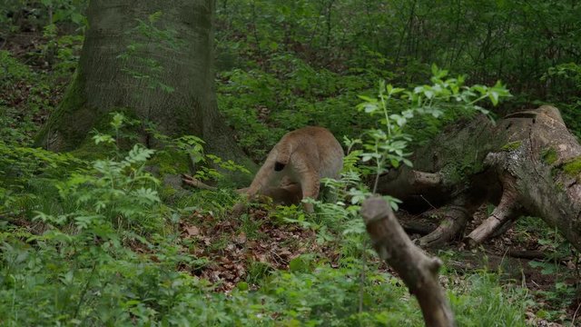 Luchs bringt seine Beute, ein Reh in Sicherheit 