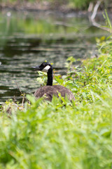 Goose next to lake
