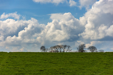Landscape with tree silhouettes on the background and a field on the foreground. Cloudy sky in a sunny day. © Isilvia