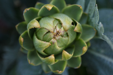 artichoke plant