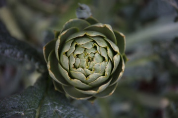 Obraz premium artichoke plant