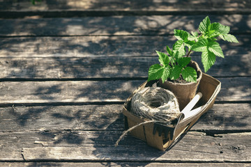 Raspberries tree branch in a pot and gardening tools on a table. Gardening abstract background. Agriculture.