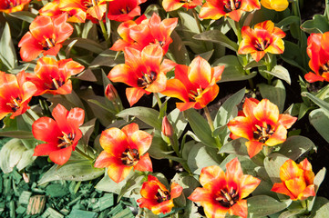 Colorful tulip field, summer flowers