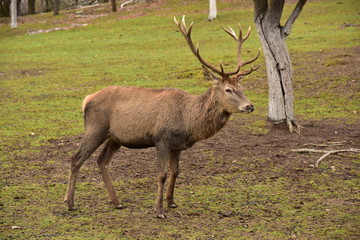 Naklejka premium Deer and does