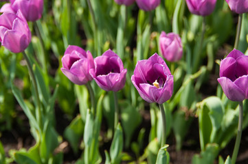 Obraz na płótnie Canvas Colorful tulip field, summer flowers