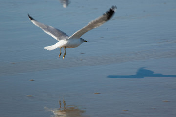 Seagulls on the beach with sand and near surf