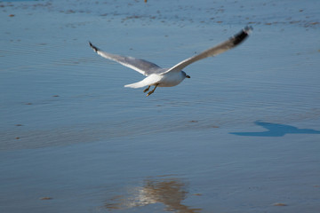 Fototapeta na wymiar Seagulls on the beach with sand and near surf
