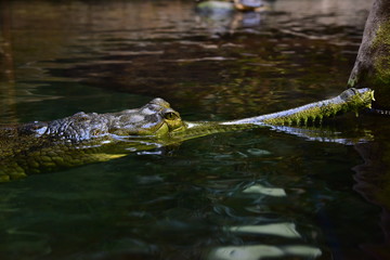 Obraz premium Gharial in Prague Zoo