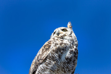 owl in flight