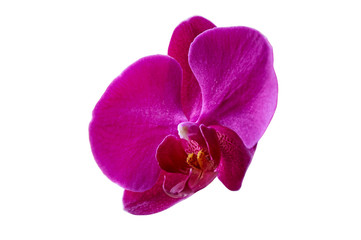Fototapeta na wymiar Pink orchid flower phalaenopsis or dendrobium moth in tropical garden in winter or spring day isolated on white background. For postcards to add text.