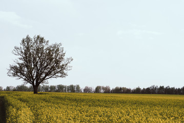 Yellow field rapeseed in bloom