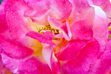 Fototapeta na wymiar Rose flower closeup for background 