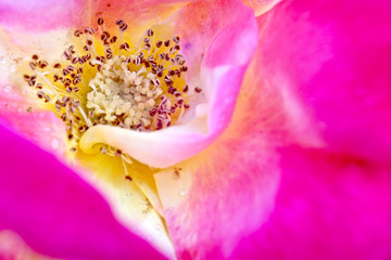 Fototapeta na wymiar Rose flower closeup for background 