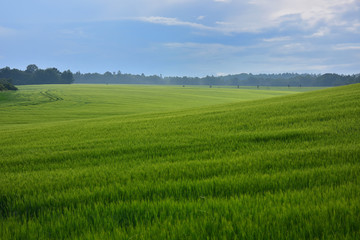 Fototapeta premium Kokorinsko, field