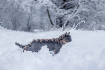 Gray cat walking in the snow. Pet walks on white snow