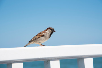 sparrow stalking food on the terrace of a restaurant