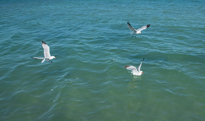 seagulls swimming and flying around a floating restaurant