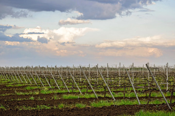 Modern high-tech plantations of vineyards. Straight rows of metal pillars against a cloudy colorful sky. Early spring. Selective focus.