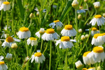 Chamomile flowers in spring in the morning dew.