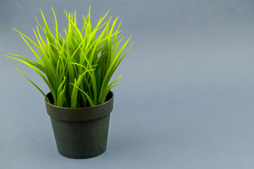Decoration plant on pot in background