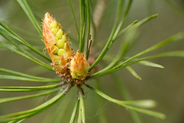 Small fresh pine cone on a twig of green needles.