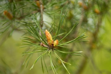 Naklejka na ściany i meble Small fresh pine cone on a twig of green needles.