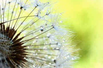 Macro of dandelion or taraxacum seeds with dewdrops against a yellow green background with copy space       