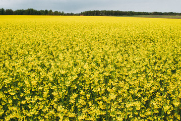 Yellow field rapeseed in bloom