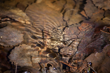 Stream in the forest. The beginning of spring. Spring creek in the coniferous forest. Natural...
