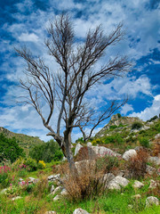 Dead tree on the trail, Calabria, Italy.