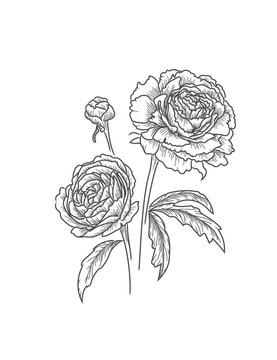 Peonies flower isolated. Beautiful black vector illustration drawing.