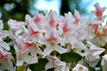 Rhododendron