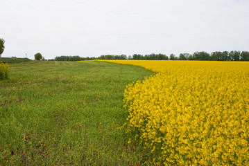 Yellow field rapeseed in bloom